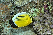 Chaetodon austriacus poisson papillon cotele-St Johns Shaab Marsa-6m-20121021-Denis-ADER-DSC_2265_tn